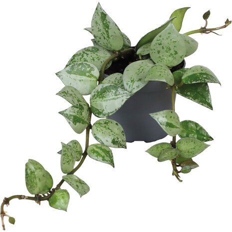 Terraplant Hoya Krohiana Eskimo