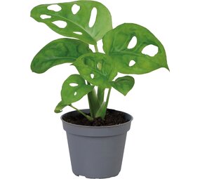 Terraplant Monstera Obliqua