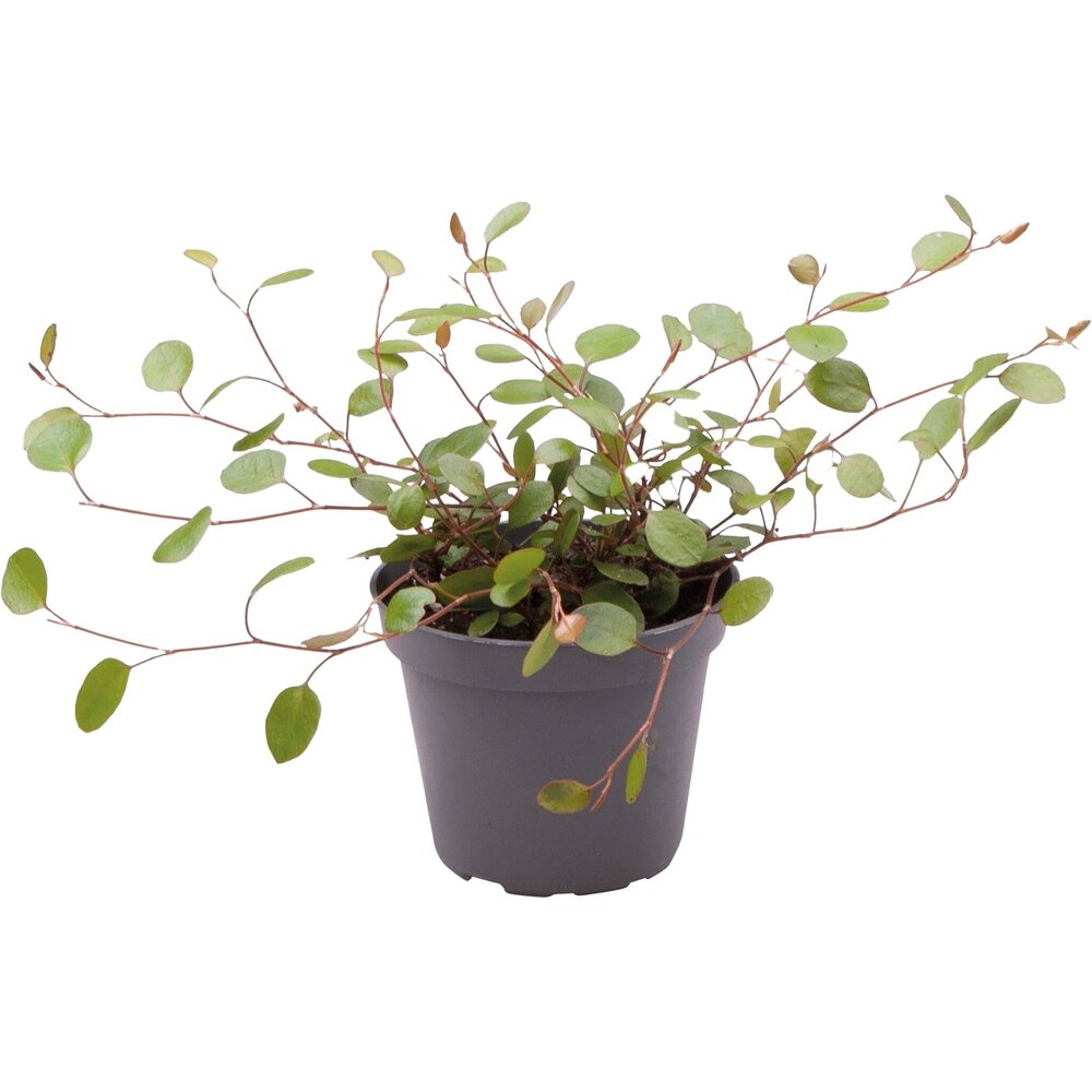 Terraplant Muehlenbeckia Complexa