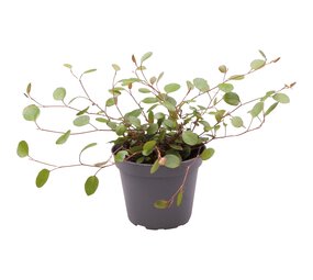 Terraplant Muehlenbeckia Complexa