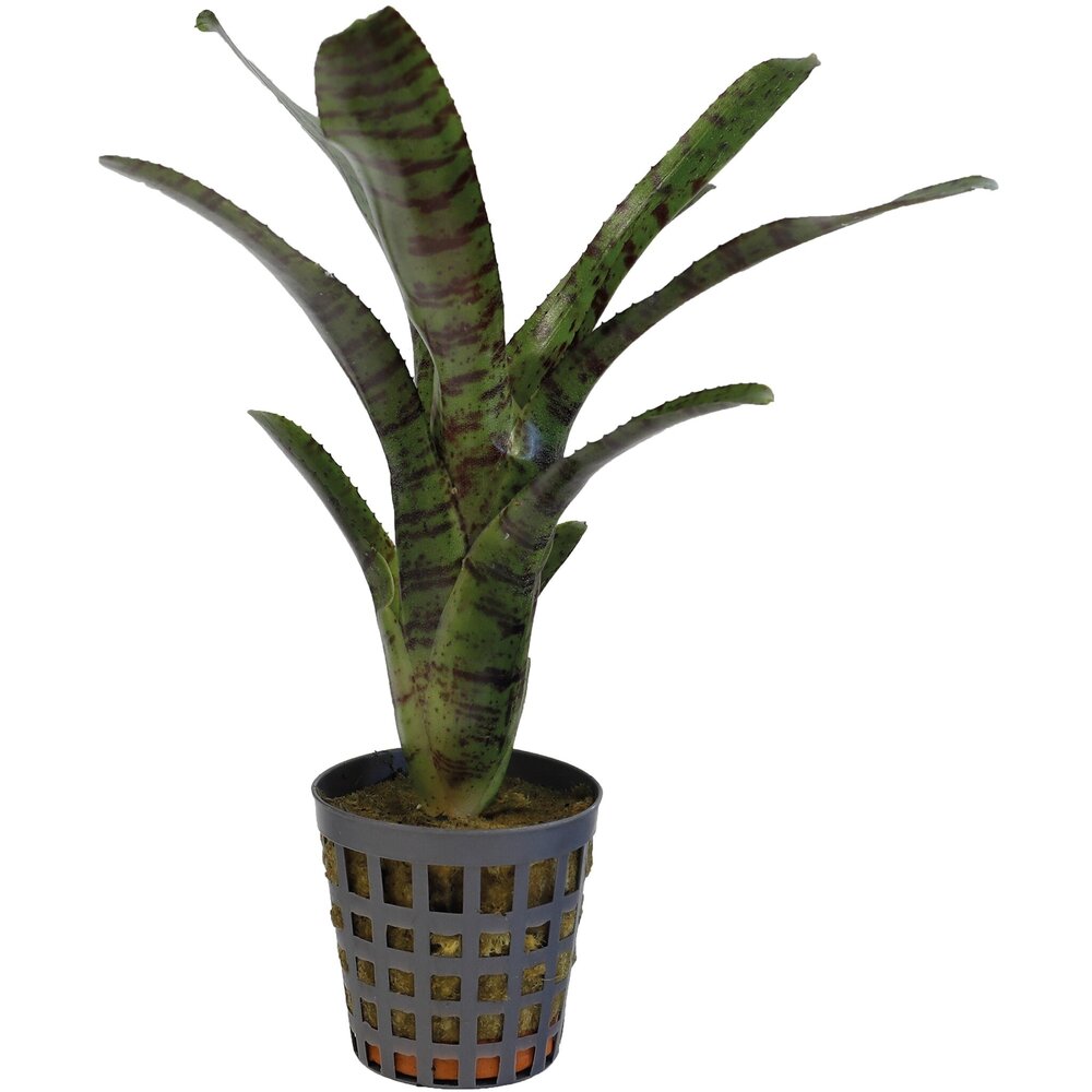 Terraplant Neoregelia Ampullacea Tigrina