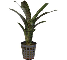 Terraplant Neoregelia Ampullacea Tigrina
