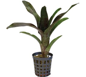 Terraplant Neoregelia Atlantis
