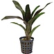 Terraplant Neoregelia Atlantis