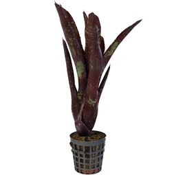 Terraplant Neoregelia Hera Little Bright