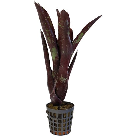 Terraplant Neoregelia Hera Little Bright