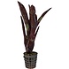 Terraplant Neoregelia Hera Little Bright