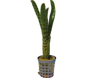 Terraplant Neoregelia Punctatissima