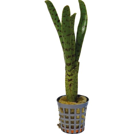 Terraplant Neoregelia Punctatissima