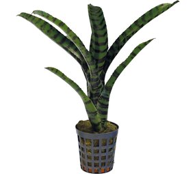 Terraplant Neoregelia Rubrifolia