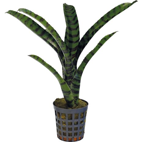 Terraplant Neoregelia Rubrifolia