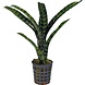 Terraplant Neoregelia Rubrifolia