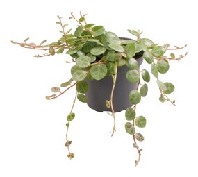 Terraplant Peperomia Prostrata