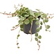 Terraplant Peperomia Prostrata