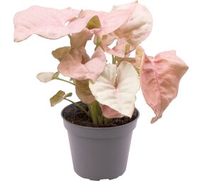 Terraplant Syngonium Neon