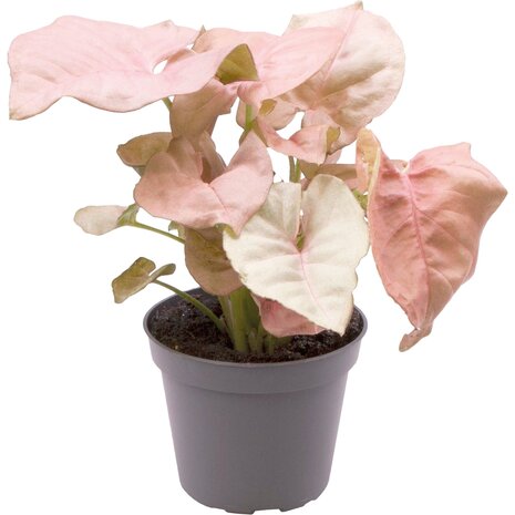 Terraplant Syngonium Neon