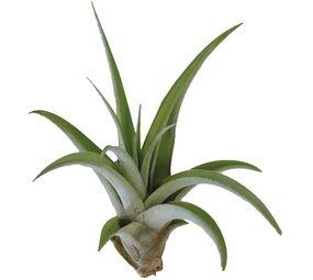 Terraplant Tillandsia Capitata Peach