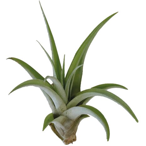 Terraplant Tillandsia Capitata Peach