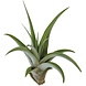 Terraplant Tillandsia Capitata Peach
