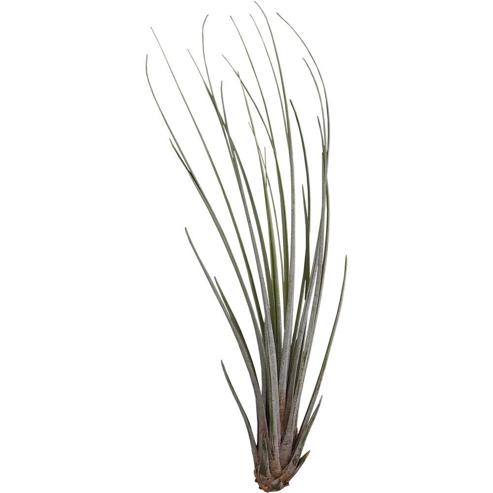 Terraplant Tillandsia Juncea