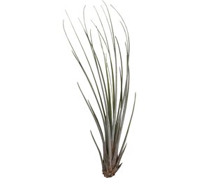 Terraplant Tillandsia Juncea