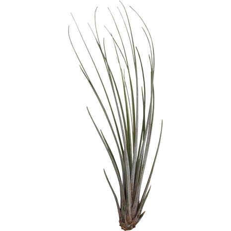 Terraplant Tillandsia Juncea