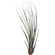 Terraplant Tillandsia Juncea