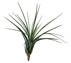 Terraplant Tillandsia Melanocrater Tricolor