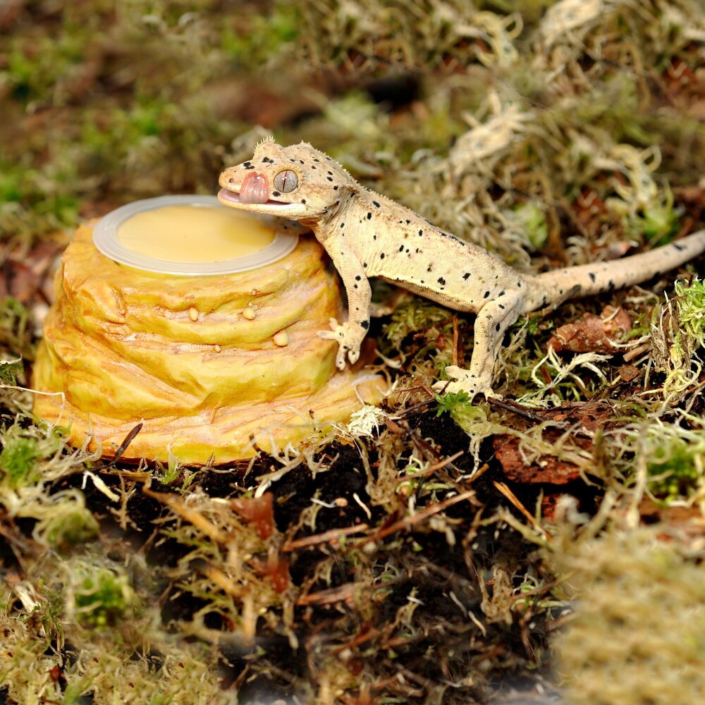 Habistat Sandstone Jelly Pot Halter