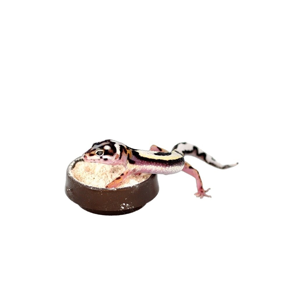 Habistat Calciumschale für Reptilien und Amphibien