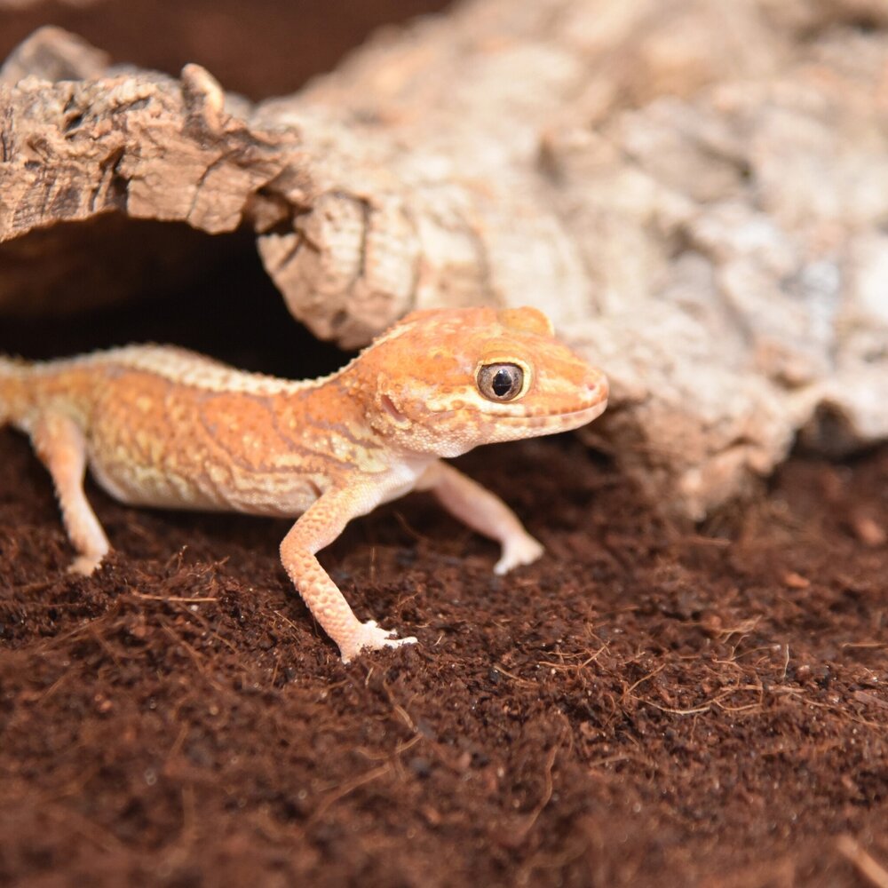 Habistat Terrarium Substrat Kokos 5L