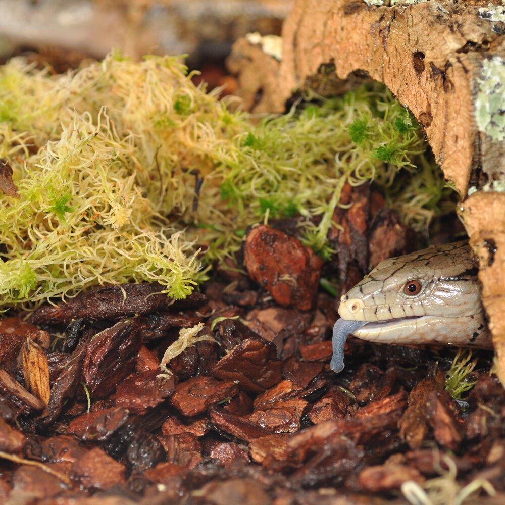 Habistat Terrarium Substrat Orchideenrinde Fein 5L