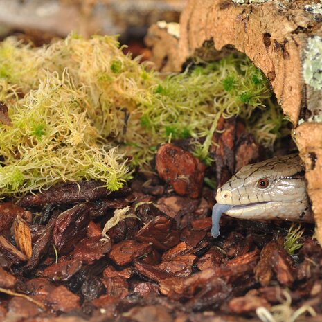 Habistat Terrarium Substrat Orchideenrinde Grob 10L