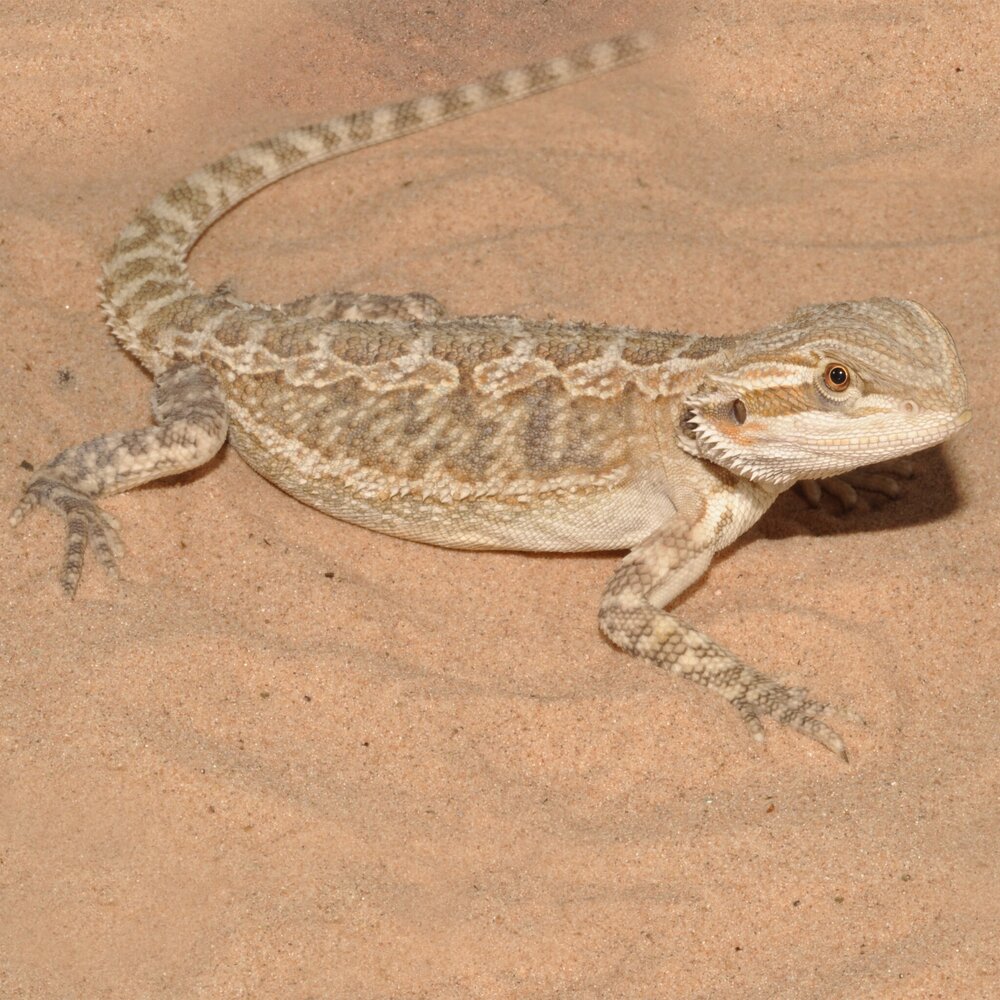 Habistat Terrarium Substrat Desert Sand Yellow 5kg