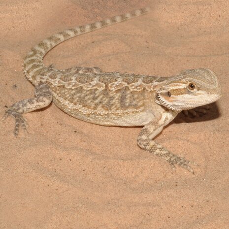 Habistat Terrarium Substrat Desert Sand Yellow 5kg