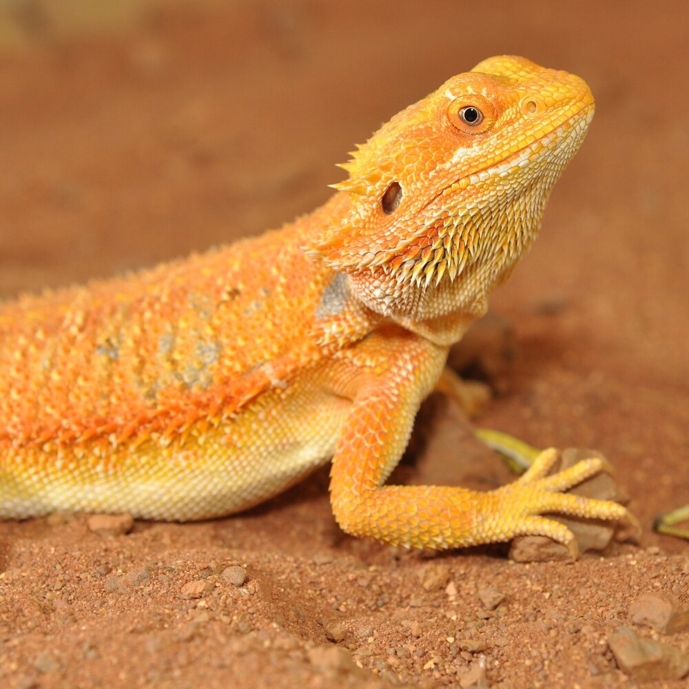 Habistat Terrarium Substrat Bartagame 5kg