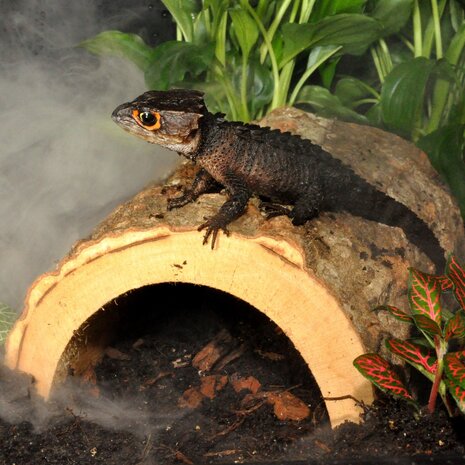 Habistat Terrarium Forest Versteck M