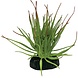 Repto Terrarium Kunstpflanze Tillandsia Ion