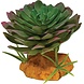 Repto Terrarium Kunstpflanze Echeveria