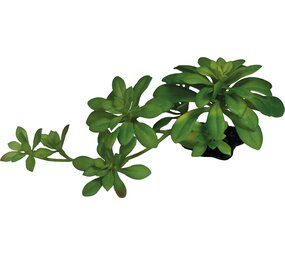 Repto Terrarium Kunstpflanze Sukkulente Grün XL