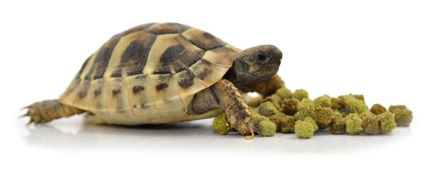 Habistat Futter für Landschildkröten Fruit & Flowers 200g