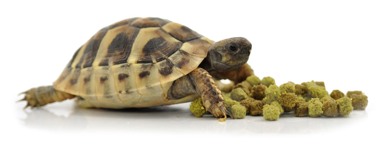 Habistat Futter für Landschildkröten Fruit & Flowers 400g