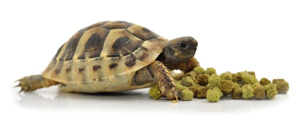 Habistat Futter für Landschildkröten Fruit & Flowers 800g