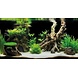 Superfish Deco Poster G5 120x61cm