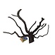 HS Aqua Dark Spider Wood L 41–50 cm
