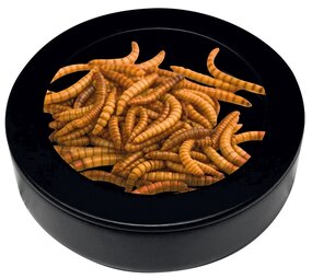 Repto Terrarium Deco Worm Dish