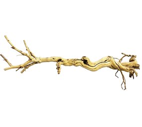 Repto Dragon Tree 90–105cm