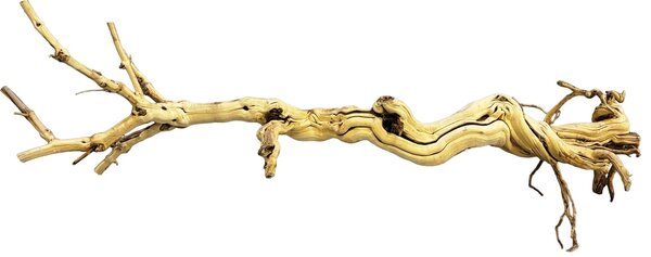 Repto Dragon Tree 90–105cm