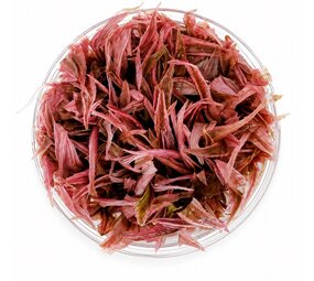 Wasserpflanze Cryptocoryne Wendtii ‘Flamingo’ in vitro