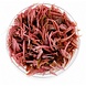 Wasserpflanze Cryptocoryne Wendtii ‘Flamingo’ in vitro